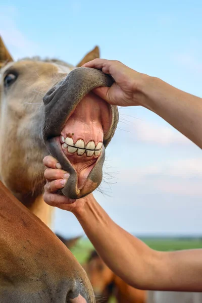 Dentes Cavalo — Fotografia de Stock