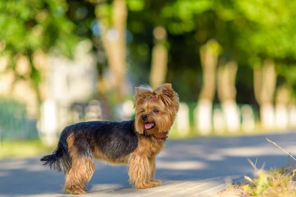 Ritratto Yorkshire Terrier Nel Parco Primo Piano Fotografato Con Sfondo — Foto Stock