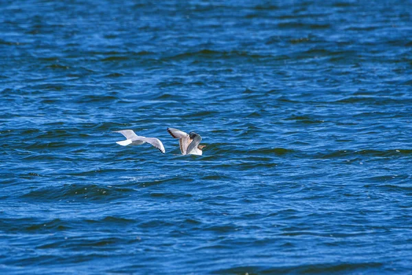 Gaivotas Pousam Superfície Água — Fotografia de Stock