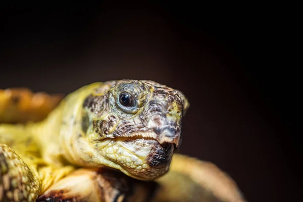Крупный План Домашней Черепахи Тёмном Фоне — стоковое фото