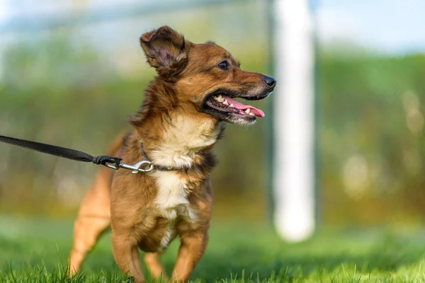 Perro Mestizo Doméstico Paseo Por Parque Con Una Correa —  Fotos de Stock