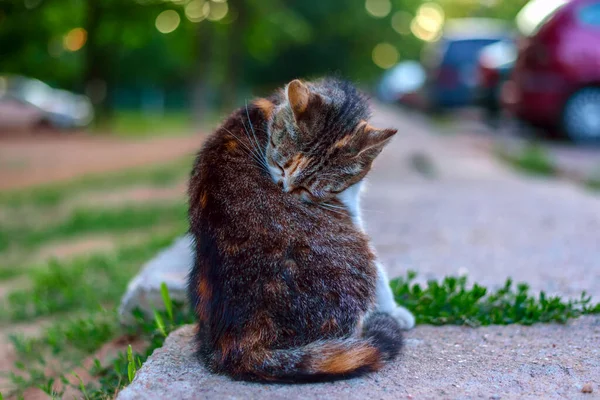 Eine Obdachlose Katze Sitzt Auf Dem Gehweg — Stockfoto