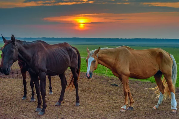 Horses Graze Dawn — Stock Photo, Image