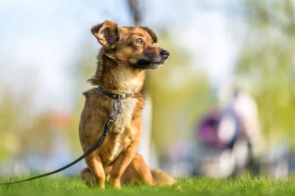 夏に草の上の紐に庭の犬の肖像画 — ストック写真