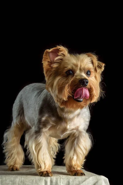 Retrato Yorkshire Terrier Sobre Fondo Oscuro — Foto de Stock