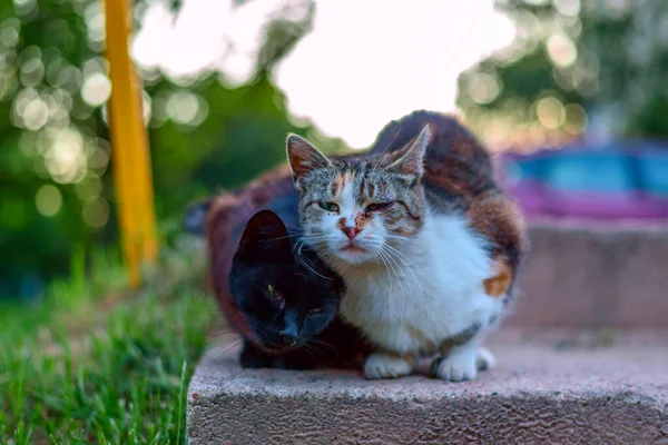 Two Homeless Cats Sidewalk — Stock Photo, Image