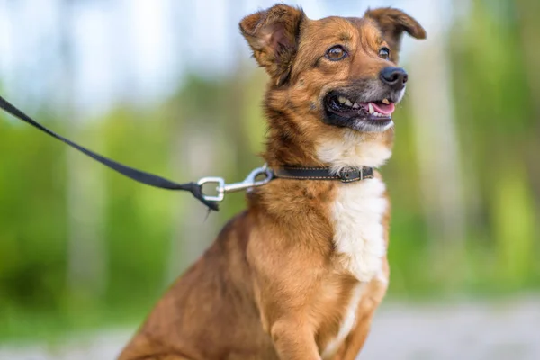 Tasmalı güzel köpek dışarıda poz veriyor..