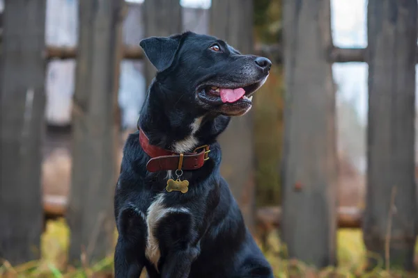 Portrait Labrador Dans Village Gros Plan Photographié — Photo
