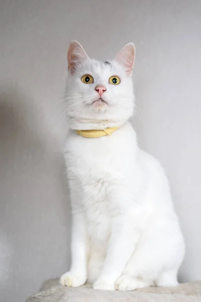 Porträt Einer Weißen Hauskatze — Stockfoto