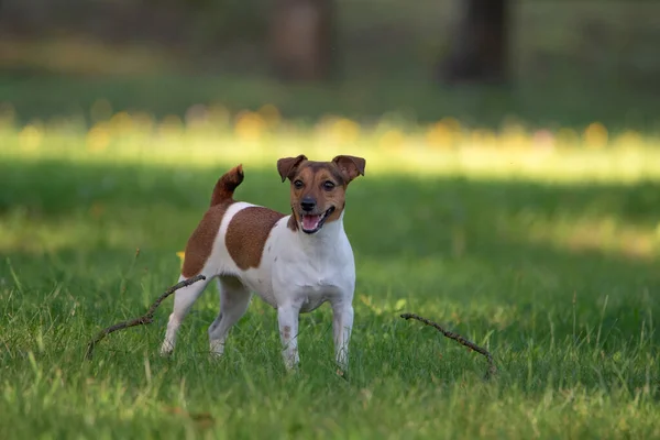 Young Jack Russell Terrier Playing Grass Park — Stock Photo, Image