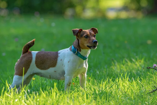 Potret Jack Russell Terrier Close Taman Stok Gambar