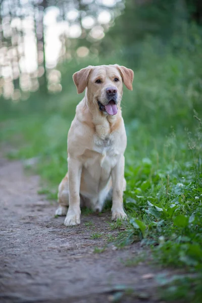 森林里一只淡黄色的拉布拉多猎犬的画像 摄影特写 图库照片