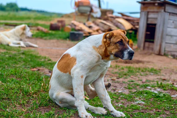 Foreground Big White Alabai Beige Spots Sitting White Alabai Lying Stock Picture