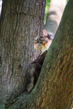 Maine Rakunu parkta bir ağaçta oturuyor..