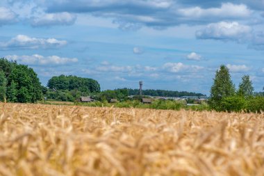 Olgun buğday kulakları tarlası. Yakından çekilmiş..