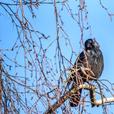 Bir karga dalların arasında bir ağaçta oturur.