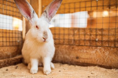 Tahta kafeste beyaz tavşan. Fotoğraflı yakın plan..