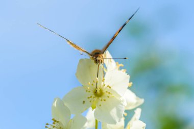 Gökyüzünün arka planında yasemin çiçeğinin üzerindeki kelebek....