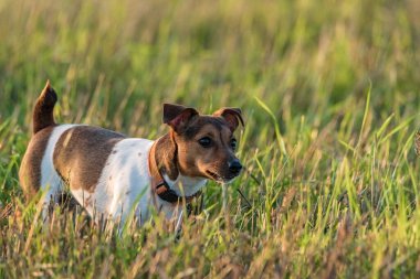 Çimlerin üzerinde Jack Russell Terrier 'in portresi.