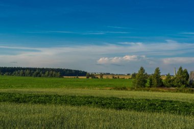 Yazın kır manzarası.