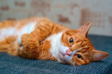 Kanepede dinlenen büyük gözlü ev kırmızı kedisi.