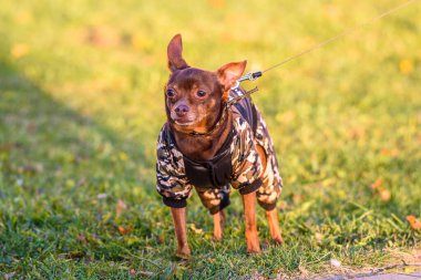 Rus oyuncak teriyeri yürüyüşe çıktı..