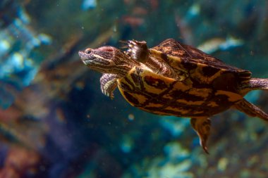 Kaplumbağa akvaryumda yüzüyor.