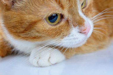 Kızıl bir kedinin portresi. Yaklaş.