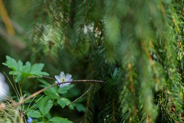 Ormandaki kır çiçekleri. Yakın plan..