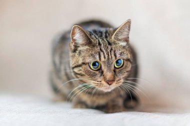 Stüdyoda gri bir kedinin portresi. fotoğraflanmış yakın plan.