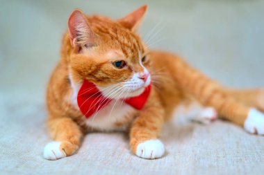 Stüdyoda kırmızı bir kedinin portresi