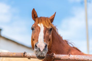 Bir atın portresi. Açık havada fotoğraflanmış..