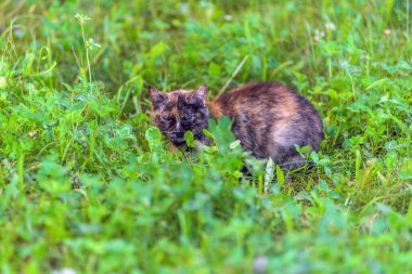 Kedi çimenlerde uyuyor.