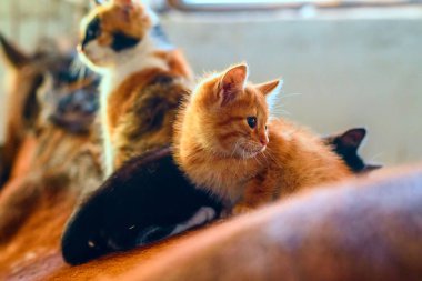 Atın sırtındaki kedi yavruları ahırda.
