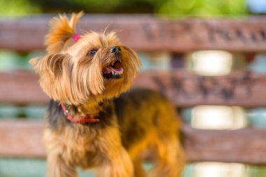 Tahta bir bankta Yorkshire Teriyeri.