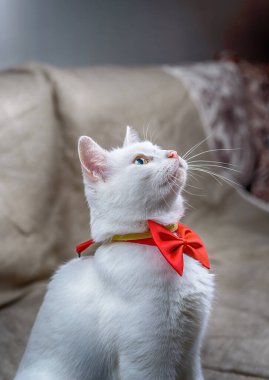 Beyaz evcil bir kedinin portresi