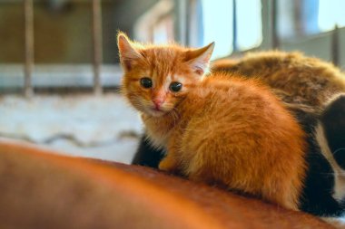 Atın sırtındaki kedi yavruları ahırda.