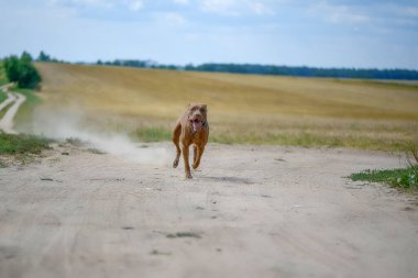 Pitbull Terrier hızlı bir şekilde tozlu yolda ilerliyor..