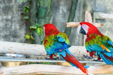 İki papağanın portresi