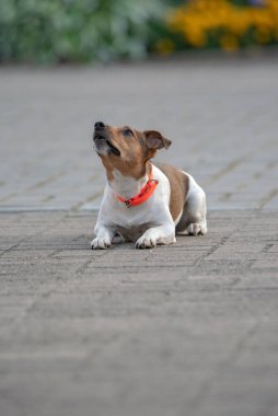 Jack Russell Terrier, turuncu yakalı, akşam kaldırımda. Yakından çekilmiş..