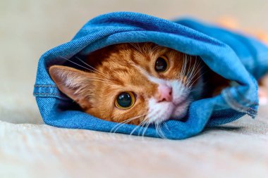 Kırmızı kedinin yakın görüntüsü beyaz arkaplandaki oyuklardan dışarı bakıyor 