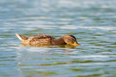 Göldeki ördek balıklar için dalıyor. Yakından çekilmiş.