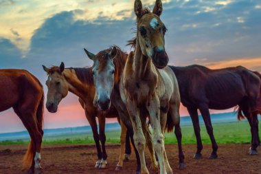 Atlar şafakta otlar.