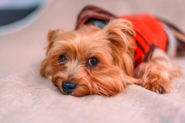 Yorkshire Teriyerinin Portresi