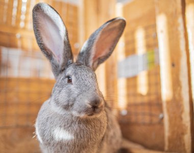 Tahta kafesteki gri tavşan. Fotoğraflı yakın plan..