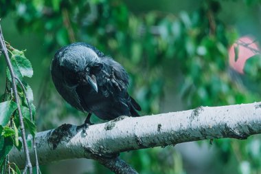 Kuzgun bir dalda tek ayak üstünde duruyor.