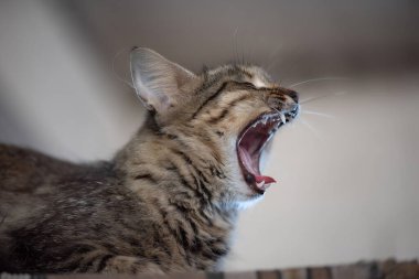 Adi kedi ağzı açık esniyor..