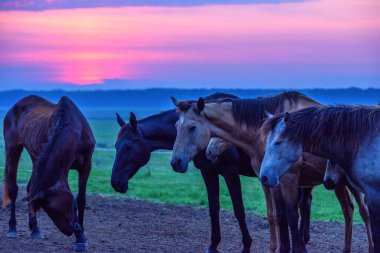 Atlar şafakta otlar.