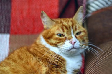 Ev kedisi sandalyenin arkasında.