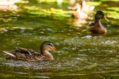 Ördekler gölette yüzer.
